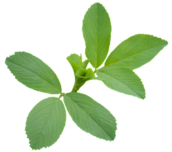 Alfalfa Leaf