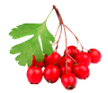 Hawthorn Berry