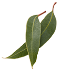 Eucalyptus Leaf