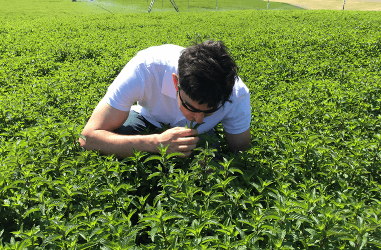 Get to Know Peppermint Leaf | Yogi Tea