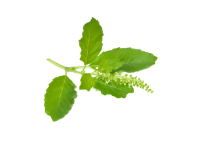 Tulsi Leaf