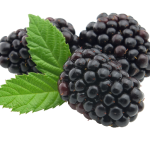 Blackberry Leaf