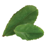 Decaffeinated Green Tea Leaf