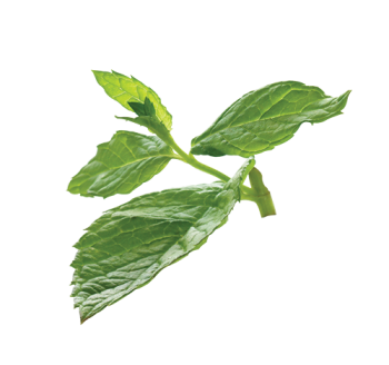 Spearmint Leaf