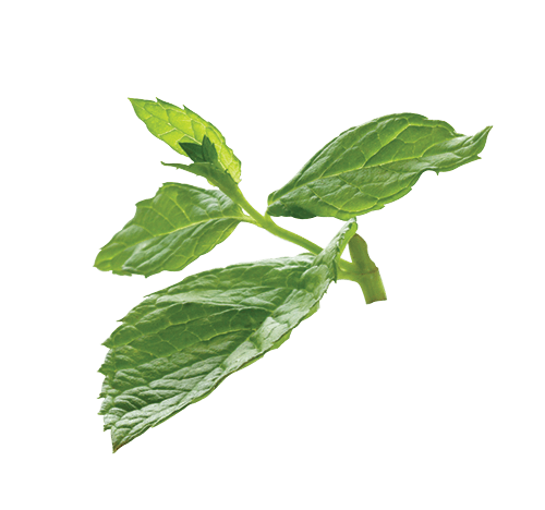 Spearmint Leaf