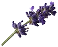 Lavender | Yogi Tea