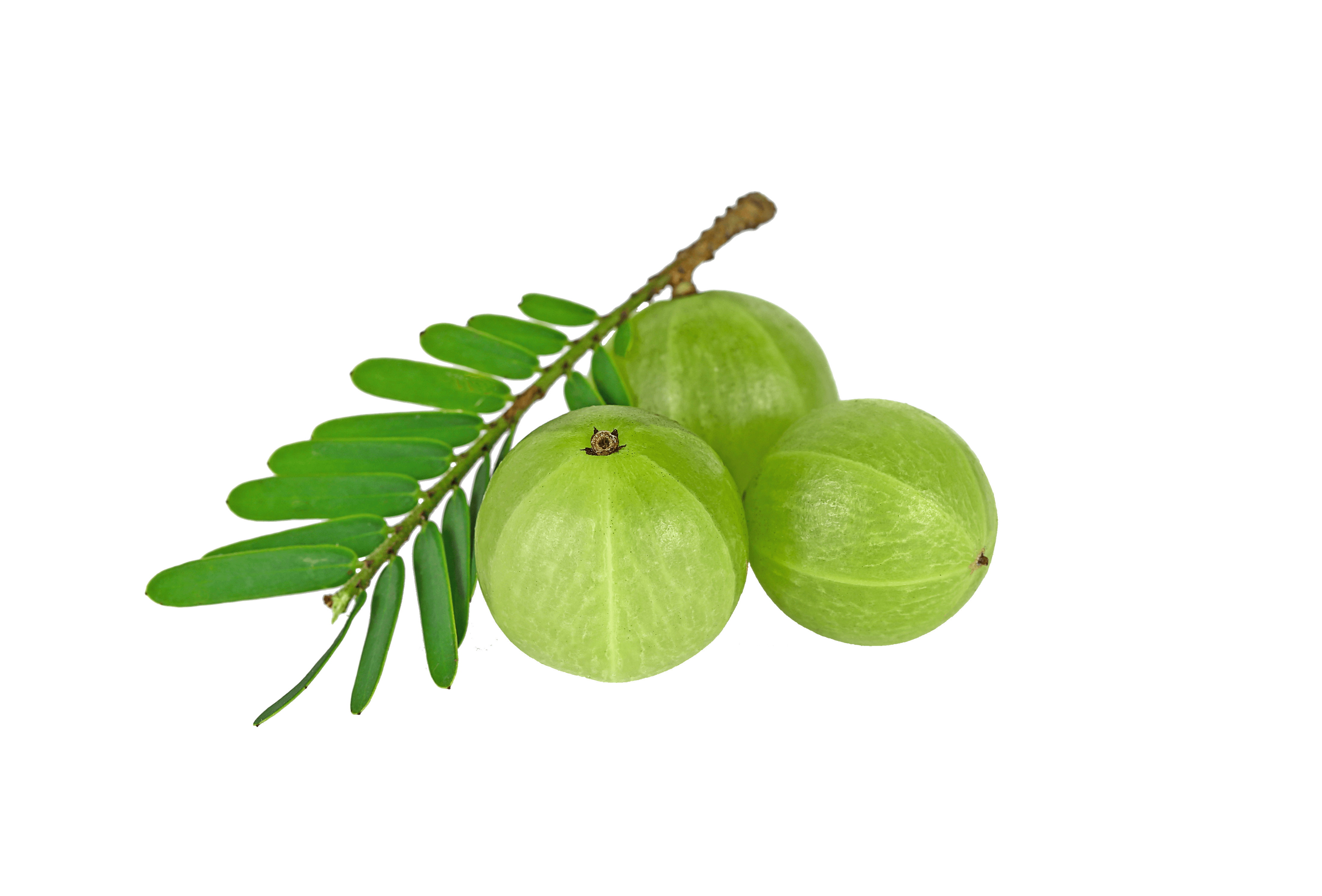 Belleric Myrobalan Fruit (Bibhitaki)
