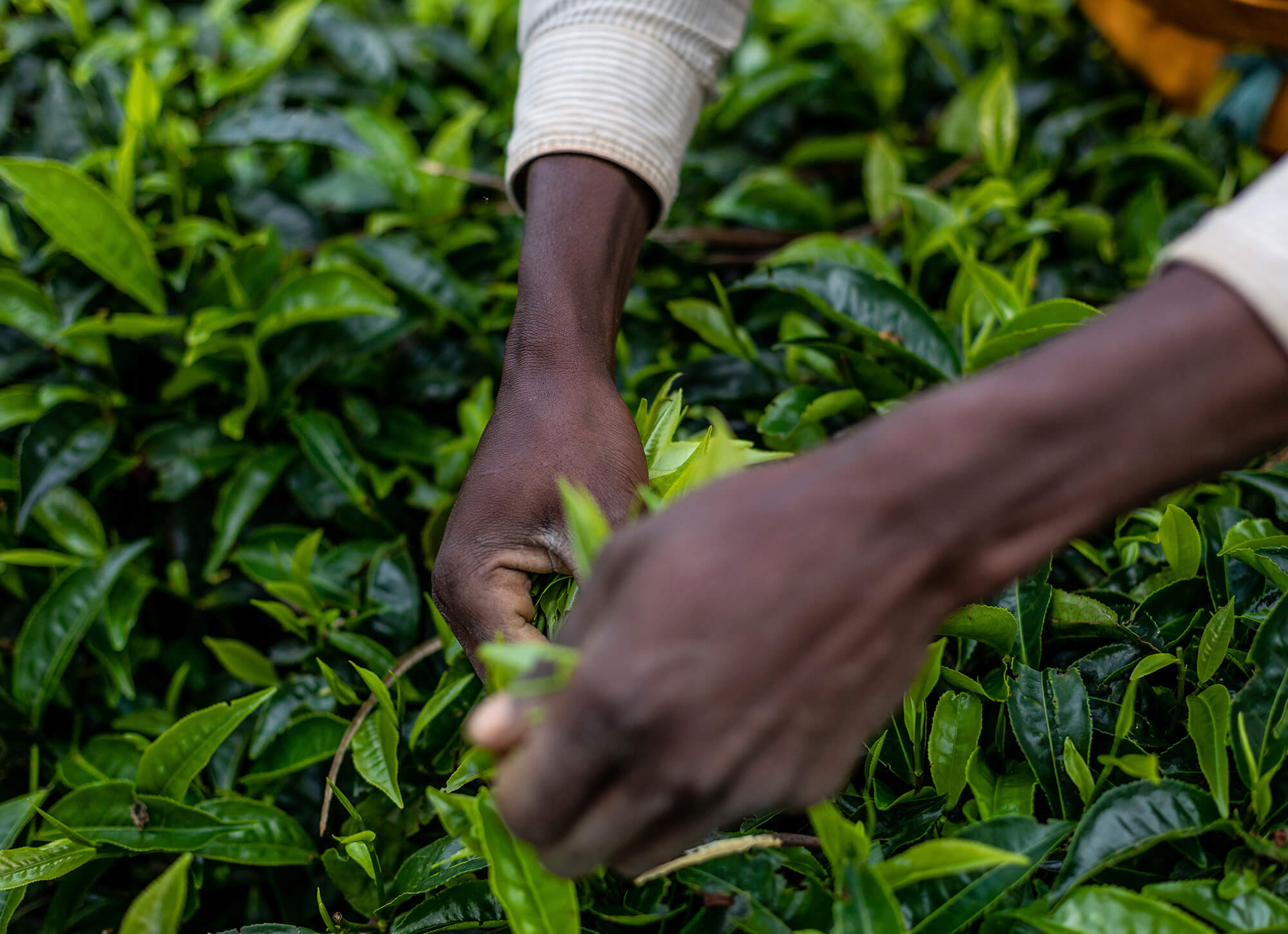 Hands picking tea leaves from plants in a field