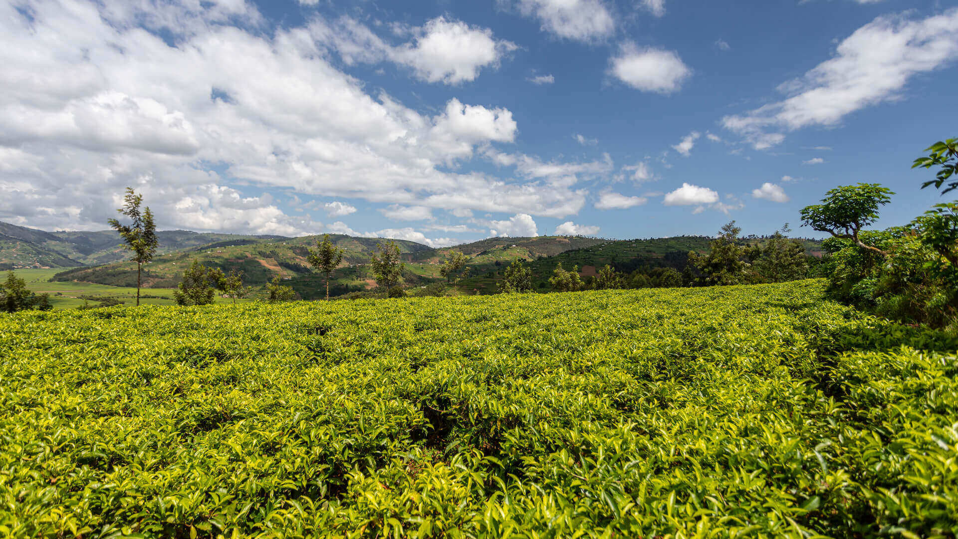 Wide-angle view of a vast tea plantation with vibrant green foliage under a blue sky with fluffy clouds, highlighting the natural landscape.