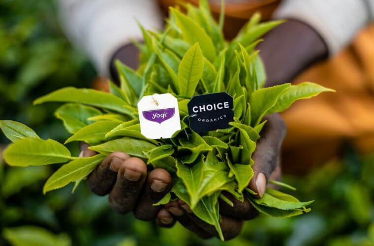 Hands holding fresh green tea leaves with Yogi and Choice Organics tags, symbolizing the close connection between the tea and its organic origins.